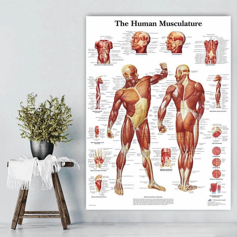 포스터 인쇄 인간의 신체 분석 침술 과학 의학 벽 아트 그림 캔버스 회화 거실 홈 룸 장식